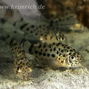 Corydoras knaacki , 10er-Gruppe (Knaacki's-Panzerwels CW32) Echt
