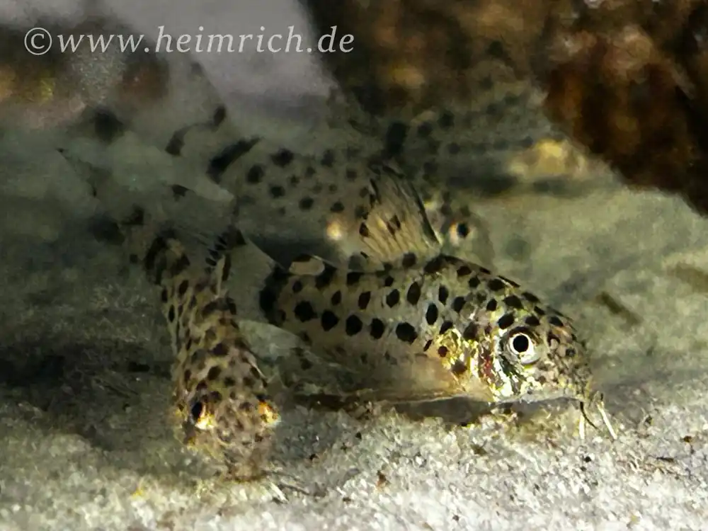 Corydoras knaacki , 10er-Gruppe (Knaacki's-Panzerwels CW32) Echt