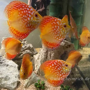 Top-Seller Diskus Rafflesia, 8cm