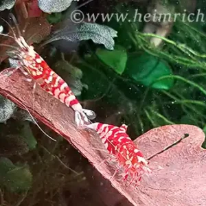Red Fancy Tiger Zwerggarnele - Caridina spec. Bestseller