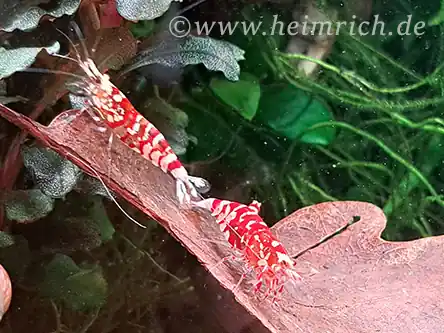 Red Fancy Tiger Zwerggarnele - Caridina spec. Bestseller