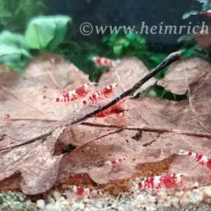 Red Fancy Tiger Zwerggarnele, 20er-Gruppe - Caridina spec. Must-Have