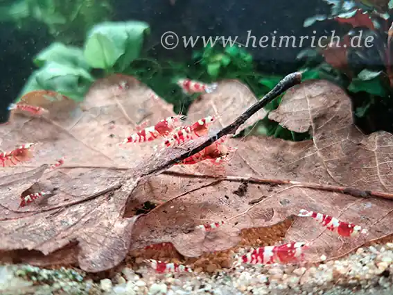 Red Fancy Tiger Zwerggarnele, 20er-Gruppe - Caridina spec. Must-Have