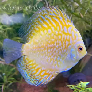 Diskus Checkerboard Gelb, 8cm Rabatt