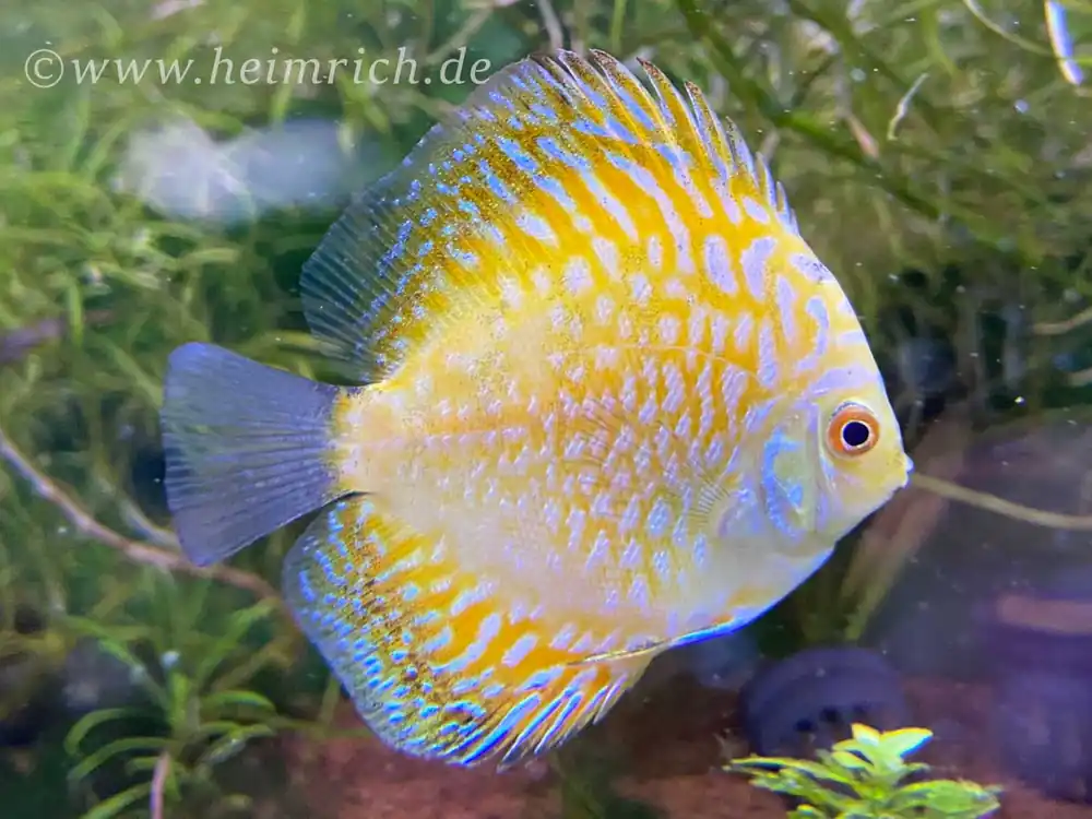 Diskus Checkerboard Gelb, 8cm Rabatt