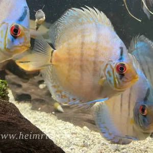 Neuheit Diskus Cobalt striped - Größe 8cm