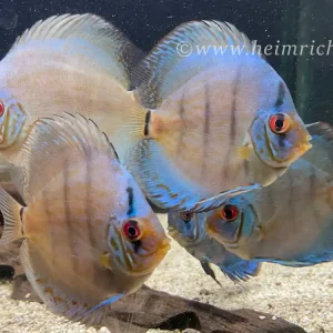 Diskus Cobalt striped - Größe 10cm Neu Im Sortiment