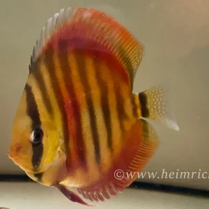 Günstig Diskus San Merah - Größe 6,5cm