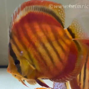 Diskus San Merah - Größe 10cm Jetzt Kaufen