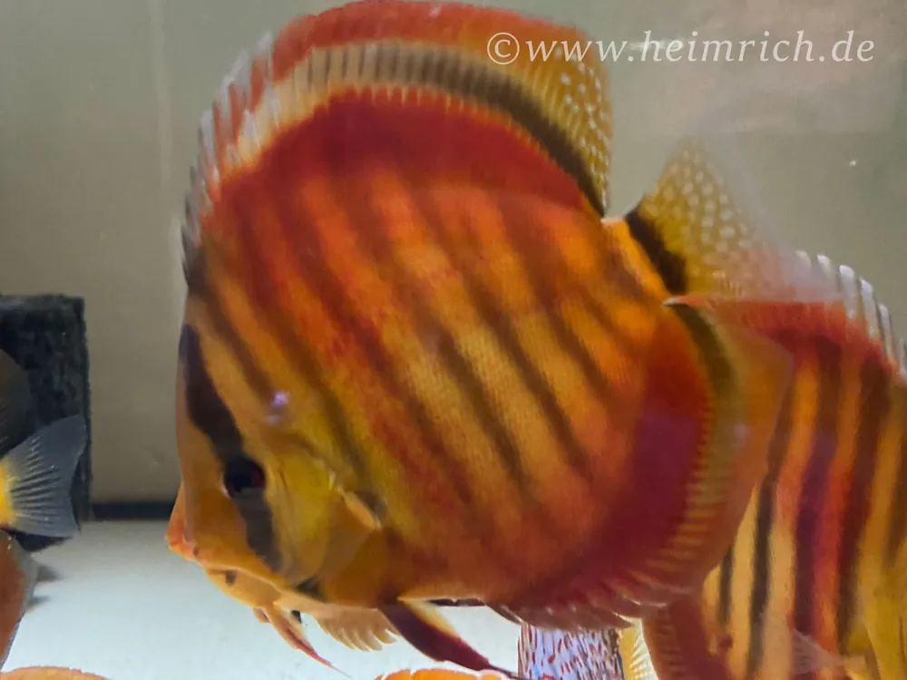 Diskus San Merah - Größe 10cm Jetzt Kaufen