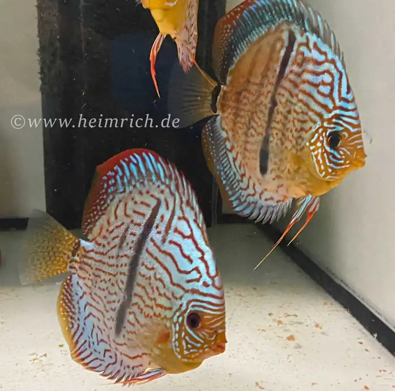 Diskus Türkis Heckel - Größe 8cm Direkt Vom Hersteller