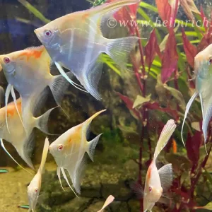 Neue Ware DANTUM-Albino-Skalar spec. Red Shoulder, large 3er-Gruppe (Pt. altum - Zuchtform)