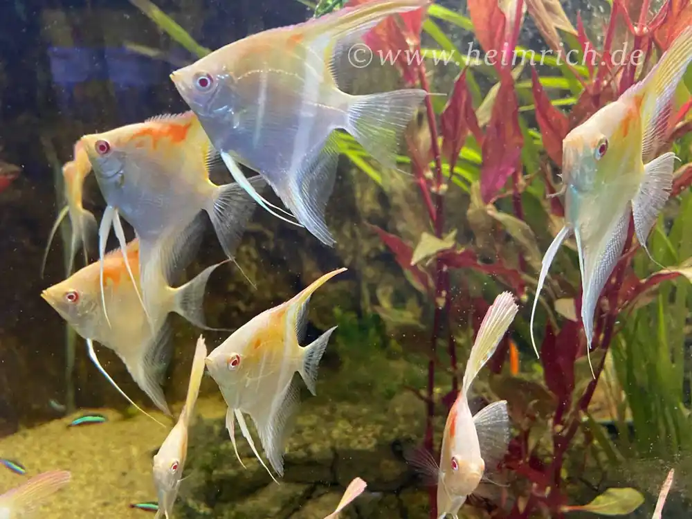 Neue Ware DANTUM-Albino-Skalar spec. Red Shoulder, large 3er-Gruppe (Pt. altum - Zuchtform)
