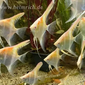 Sonderaktion DANTUM-Albino-Skalar spec. Red Shoulder, large 6er-Gruppe (Pt. altum - Zuchtform)