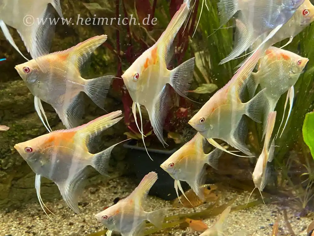 Sonderaktion DANTUM-Albino-Skalar spec. Red Shoulder, large 6er-Gruppe (Pt. altum - Zuchtform)