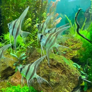 Neue Kollektion ALTUM-Skalar spec. RIO INIRIDA, large 4er-Gruppe (Pterophyllum altum WFNZ)