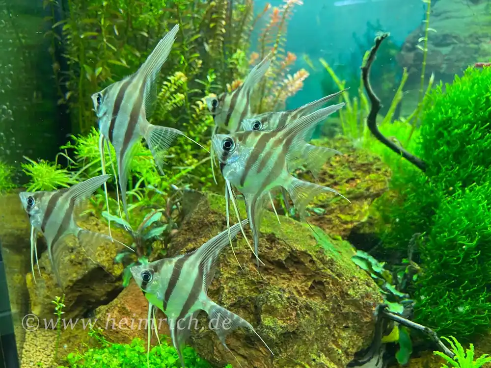 Nur Für Kurze Zeit ALTUM-Skalar spec. RIO INIRIDA, large 8er-Gruppe (Pterophyllum altum WFNZ)