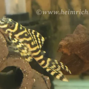 L333 Hypancistrus spec. Königstiger Harnischwels, med/lg Begrenztes Angebot