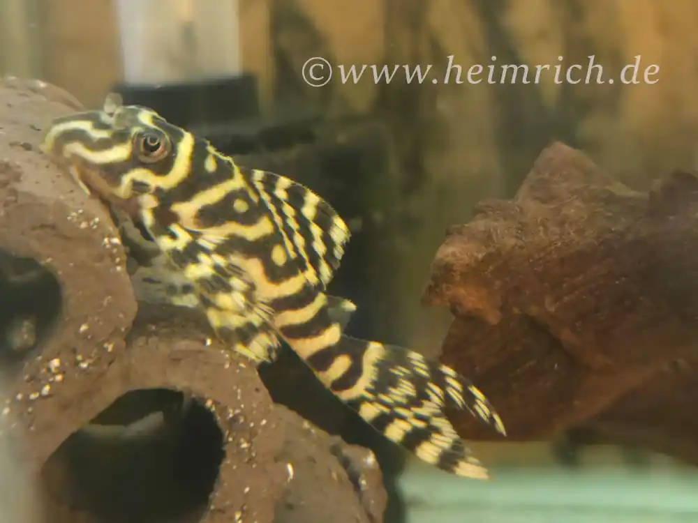 L333 Hypancistrus spec. Königstiger Harnischwels, med/lg Begrenztes Angebot