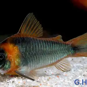 Corydoras eques tefe, XL 10er-Gruppe (Dreieckspanzerwels)-Copy Letzte Chance