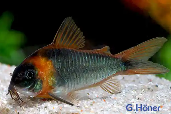 Corydoras eques tefe, XL 10er-Gruppe (Dreieckspanzerwels)-Copy Letzte Chance