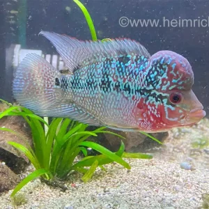 Meistverkauft Flower Horn spec. Red Pearl, 10cm (American Cichlid Red Pearl Flowerhorn)