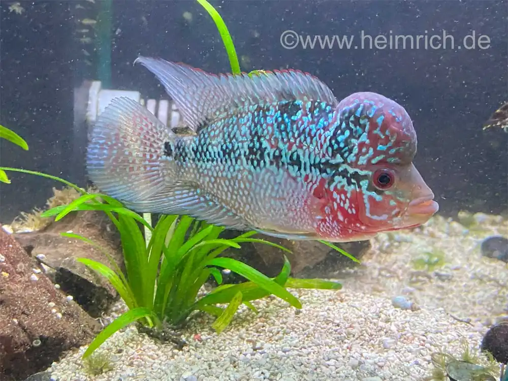 Meistverkauft Flower Horn spec. Red Pearl, 10cm (American Cichlid Red Pearl Flowerhorn)