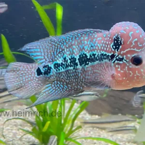 Top-Seller Flower Horn spec. Red Pearl, 14cm (American Cichlid Red Pearl Flowerhorn)