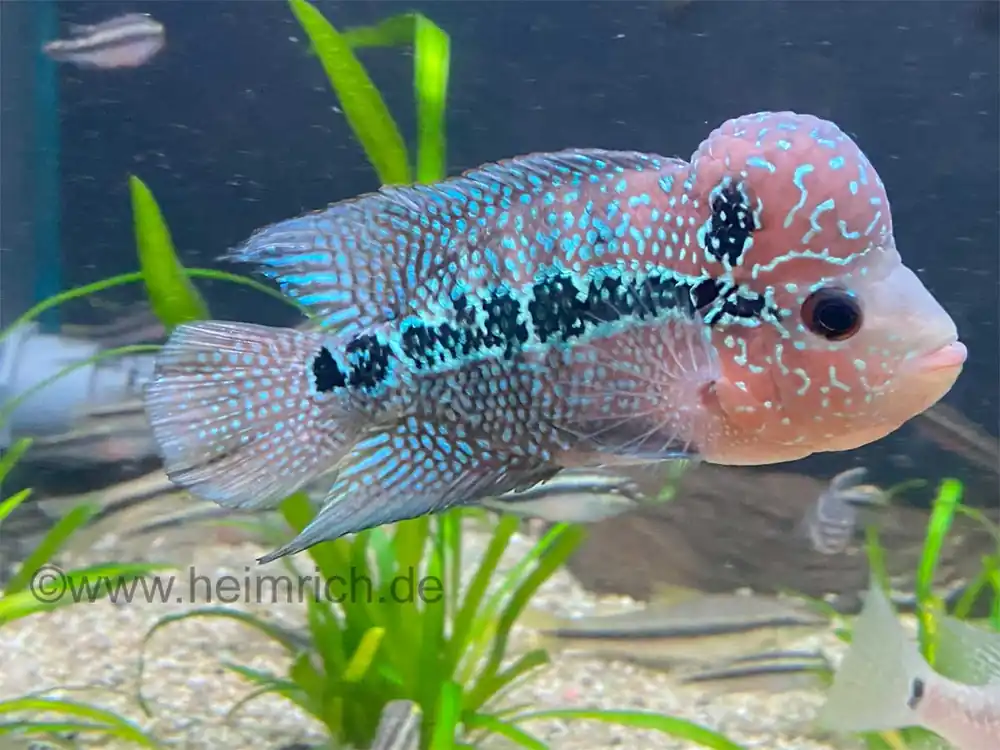 Top-Seller Flower Horn spec. Red Pearl, 14cm (American Cichlid Red Pearl Flowerhorn)