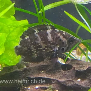 Polycentrus schomburgkii, male (Schomburgks Vielstachler) Versand Am Gleichen Tag