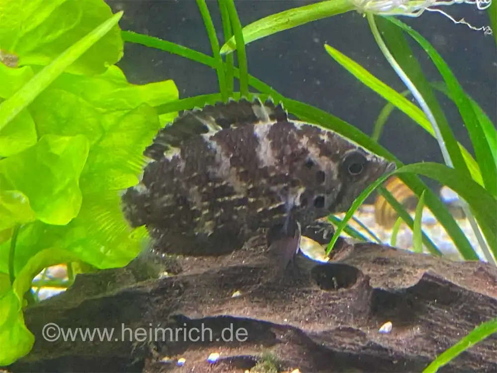 Polycentrus schomburgkii, male (Schomburgks Vielstachler) Versand Am Gleichen Tag