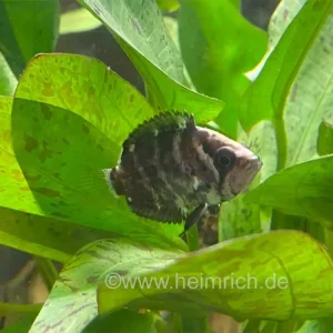 Polycentrus schomburgkii, Paar (Schomburgks Vielstachler) Wochenendangebot