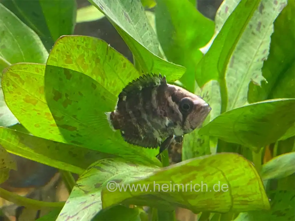 Polycentrus schomburgkii, Paar (Schomburgks Vielstachler) Wochenendangebot