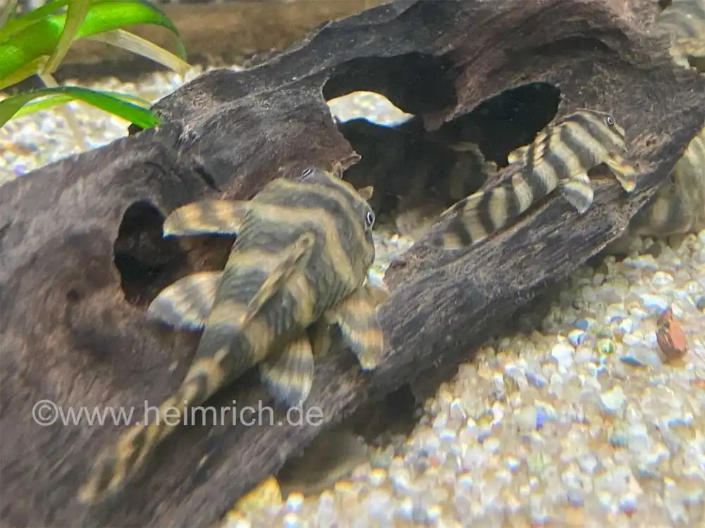 Peckoltia spec L38, lg (L38-Gebänderter Zwergschilderwels) Günstig