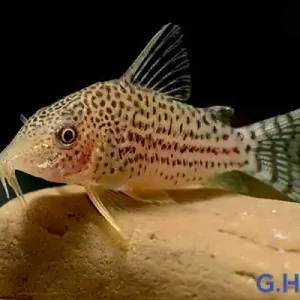 Billig Corydoras haraldschultzi, XL (Prachtpanzerwels)
