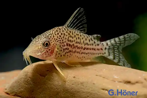 Geprüft Corydoras haraldschultzi, XL 8er-Gruppe (Prachtpanzerwels)