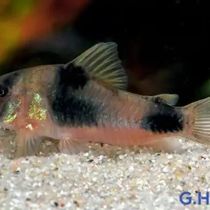 Bestpreis Corydoras weitzmani, 5er-Gruppe (Weitzmans Panzerwels)