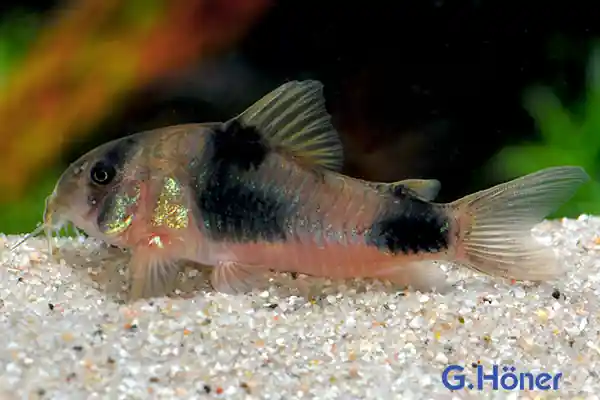 Bestpreis Corydoras weitzmani, 5er-Gruppe (Weitzmans Panzerwels)