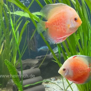 Diskus Peacock, 8cm Billig