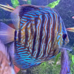 Top-Seller Diskus Türkis Tiger, 6,5cm