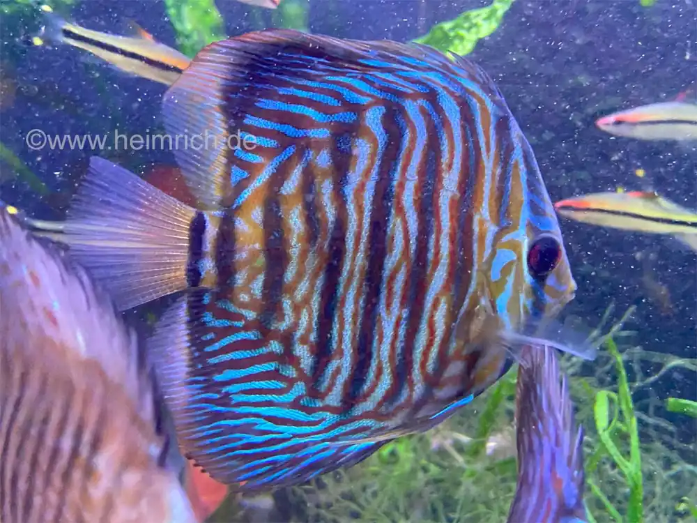 Top-Seller Diskus Türkis Tiger, 6,5cm