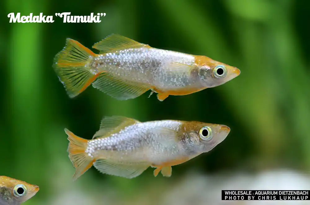 Oryzias laticeps spec. Tumuki, Medaka spec. Tumuki - 5er-Gruppe Sichere Zahlung