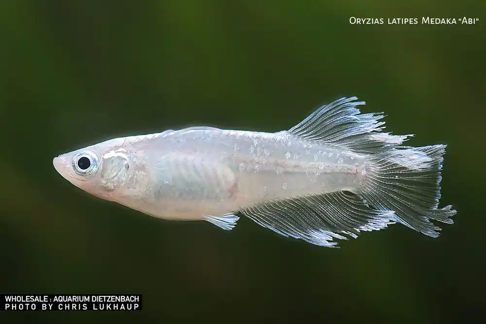 Sale Oryzias laticeps spec. ABI, Medaka spec. ABI - 5er-Gruppe