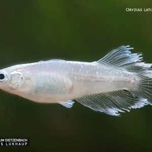 Schnäppchen Oryzias laticeps spec. ABI, Medaka spec. ABI - 10er-Gruppe