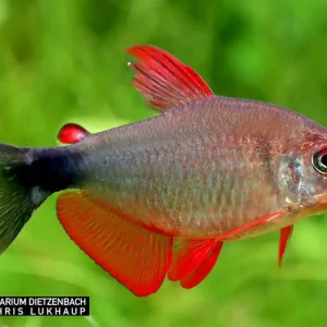 Highlight Hyphessobrycon peugeotorum, med 3er-Gruppe (Peugeot-Salmler)