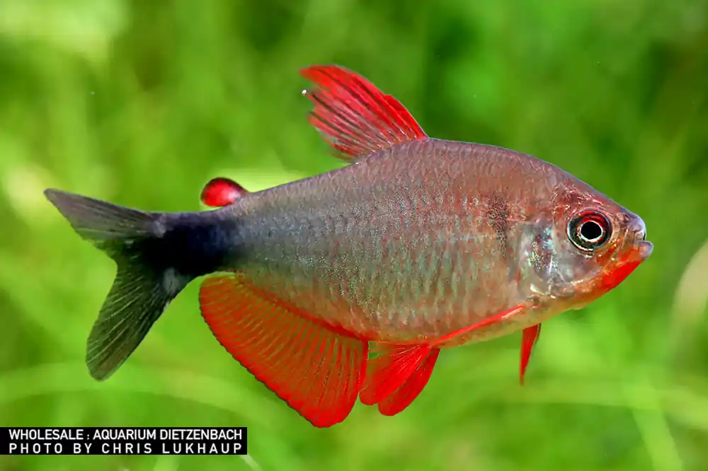 Highlight Hyphessobrycon peugeotorum, med 3er-Gruppe (Peugeot-Salmler)