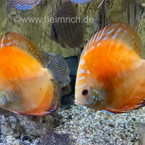 Diskus Red Map spec. Gold Orange, 8cm Direkt Vom Hersteller