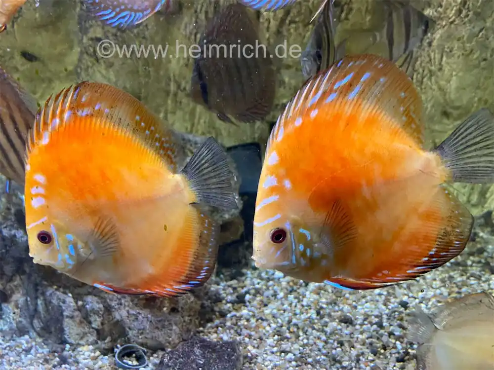 Diskus Red Map spec. Gold Orange, 8cm Direkt Vom Hersteller