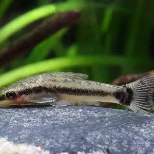 Echt Otocinclus vittatus (Common Otocinclus) 20er-Gruppe - Friedlicher Zwergsaugwels