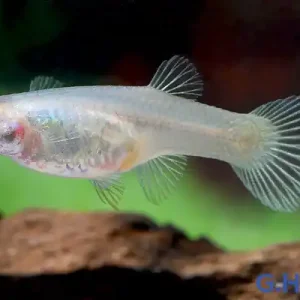 Endler Guppy spec. Kolibri Green (Poecilia wingei) - Weibchen Preiswert